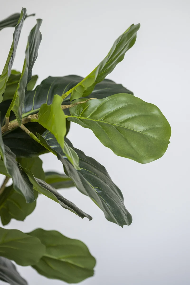 Ficus Lyrata künstlich – Geigenfeige, H: 180cm