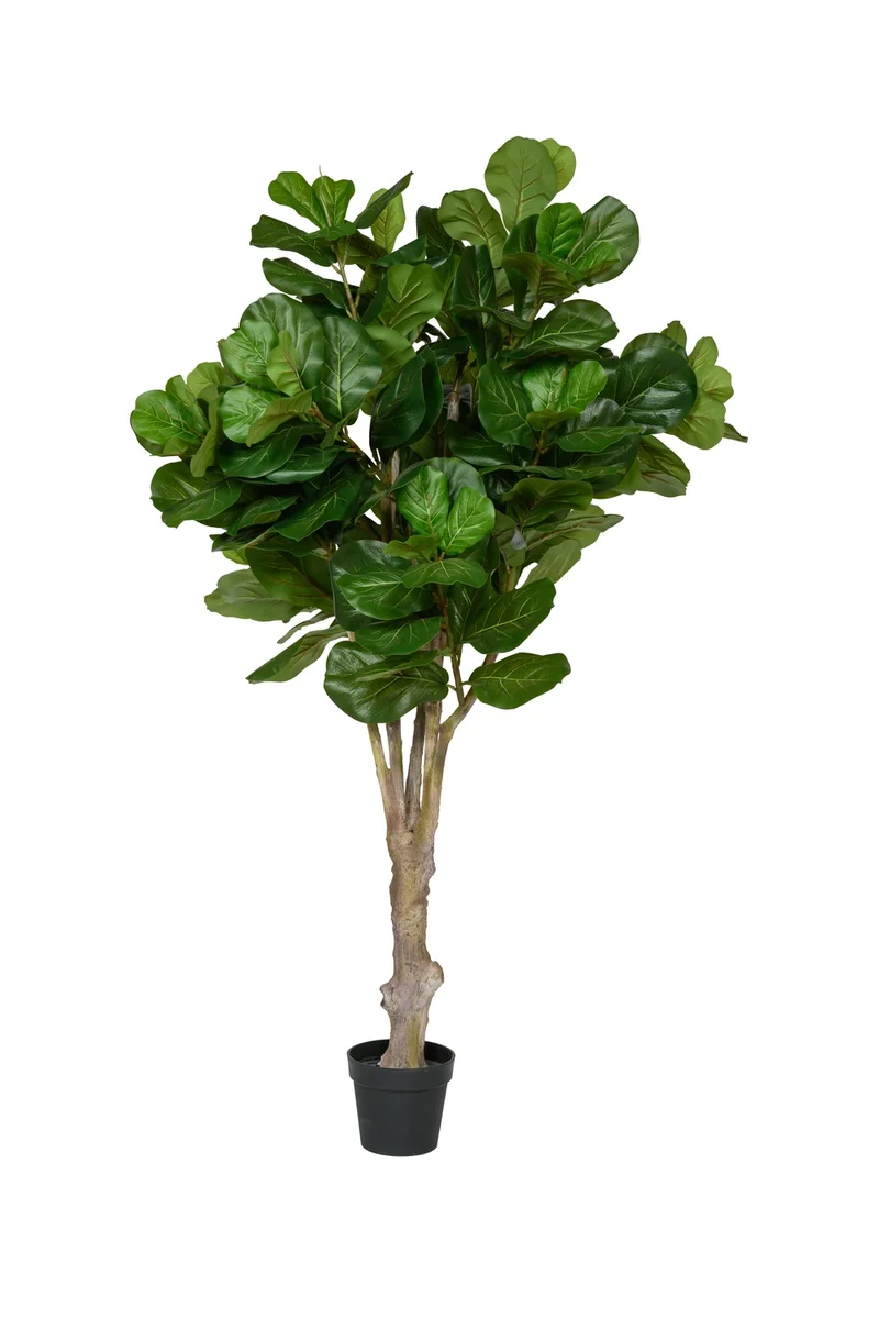Ficus Lyrata künstlich – Geigenfeige, H: 180cm