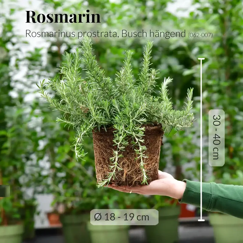 Rankender Rosmarin Busch