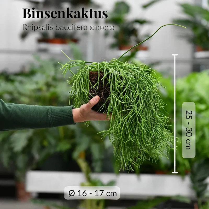 Hängender Korallenkaktus