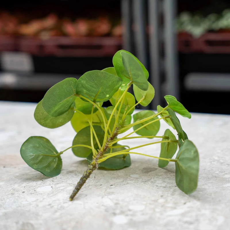 Pilea Mini Bush - Artificial Plant - ↑ 15 cm
