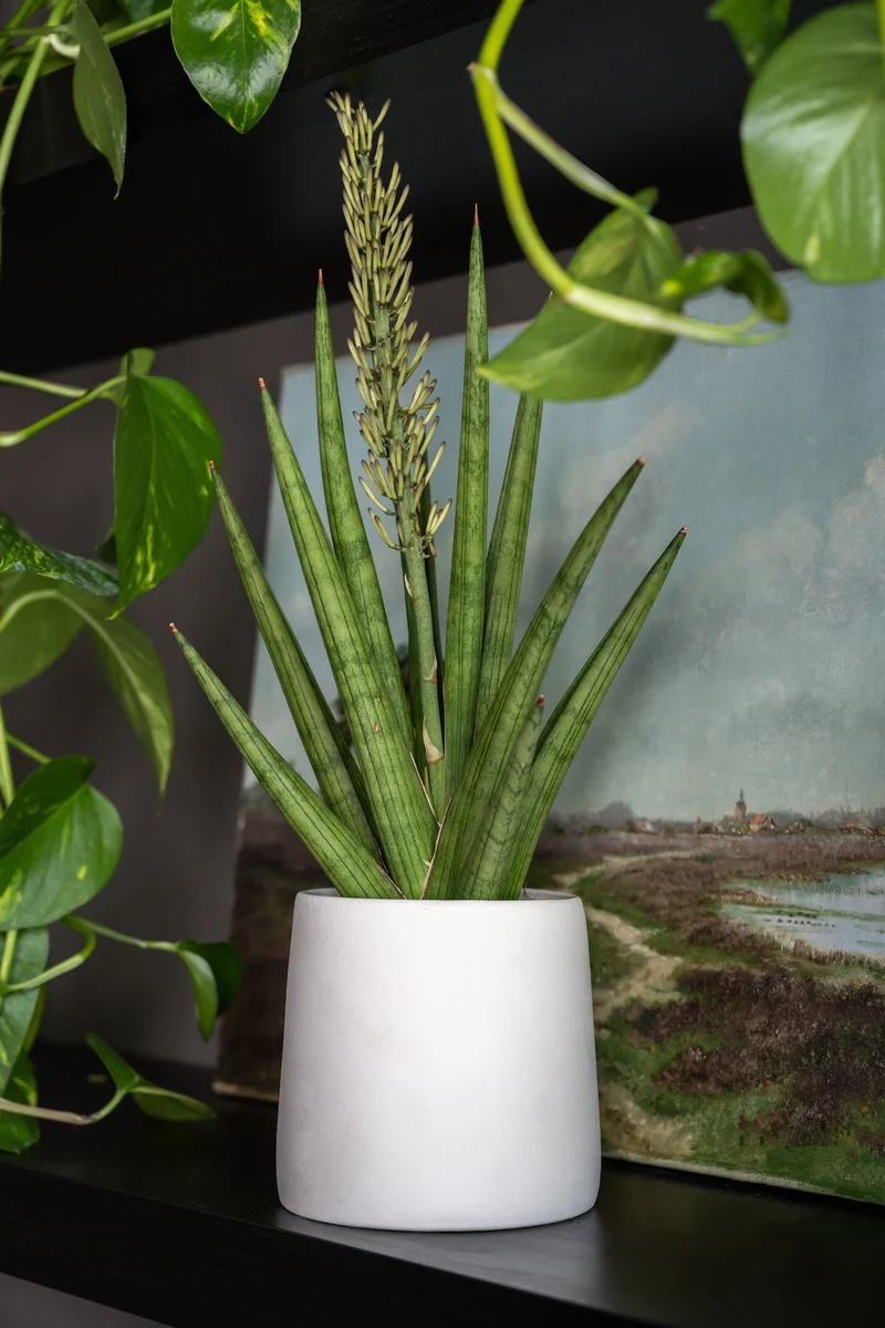 Blumentopf Sofia Natur Weiß aus glasierter Keramik