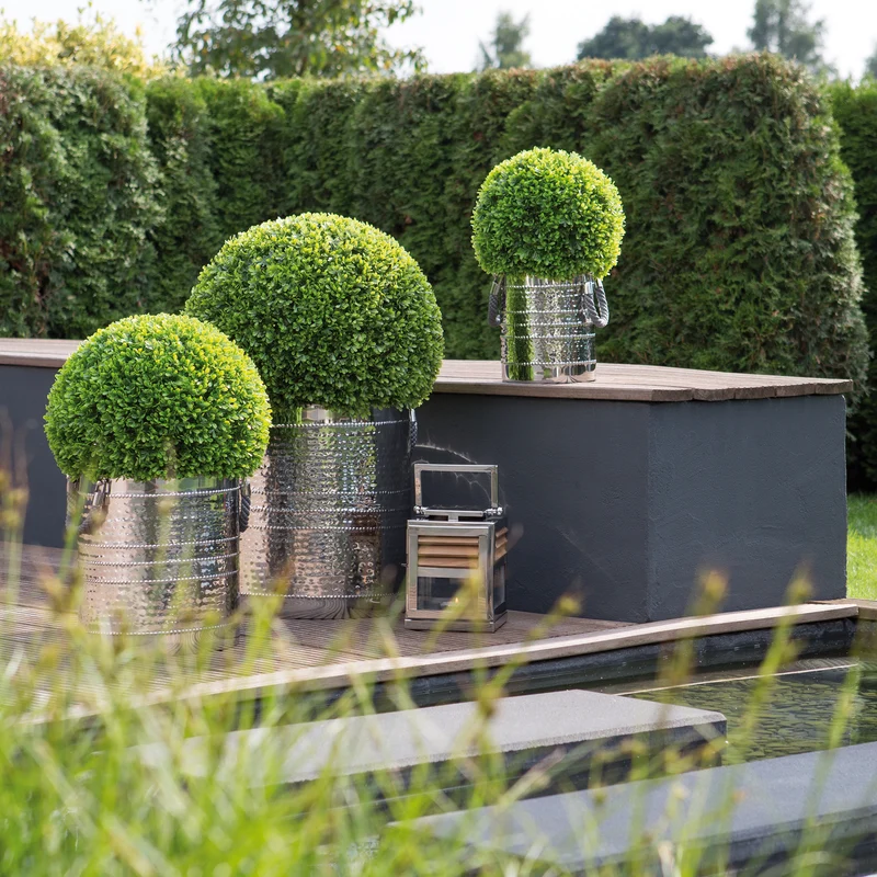 BUXUS Buchskugel grün