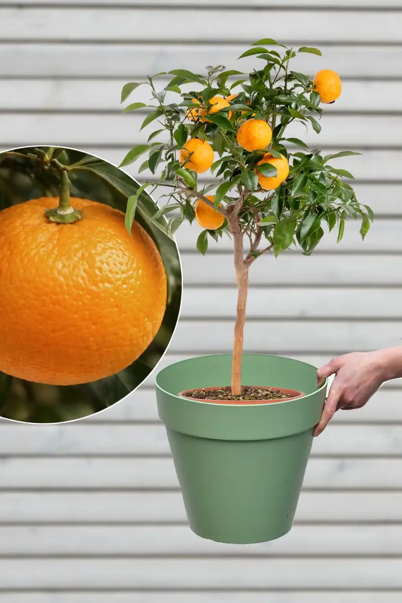 Großer Yuzu Mandarinenbaum