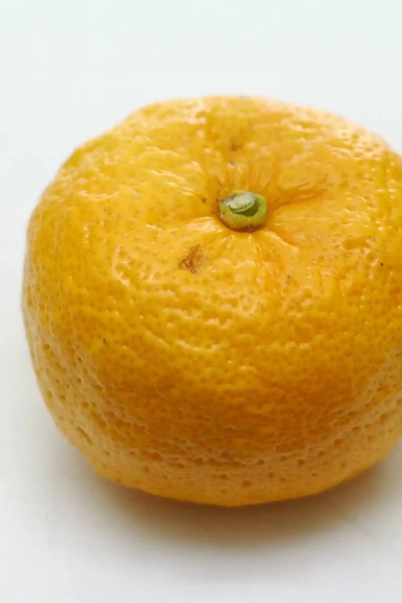 Großer Yuzu Mandarinenbaum