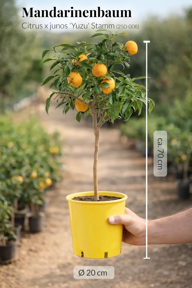 Großer Yuzu Mandarinenbaum