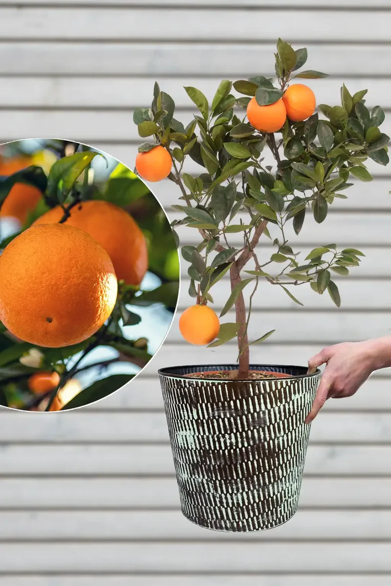 Großer Navelina Orangenbaum ORANGE TIME®