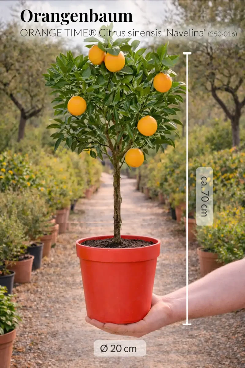 Großer Navelina Orangenbaum ORANGE TIME®