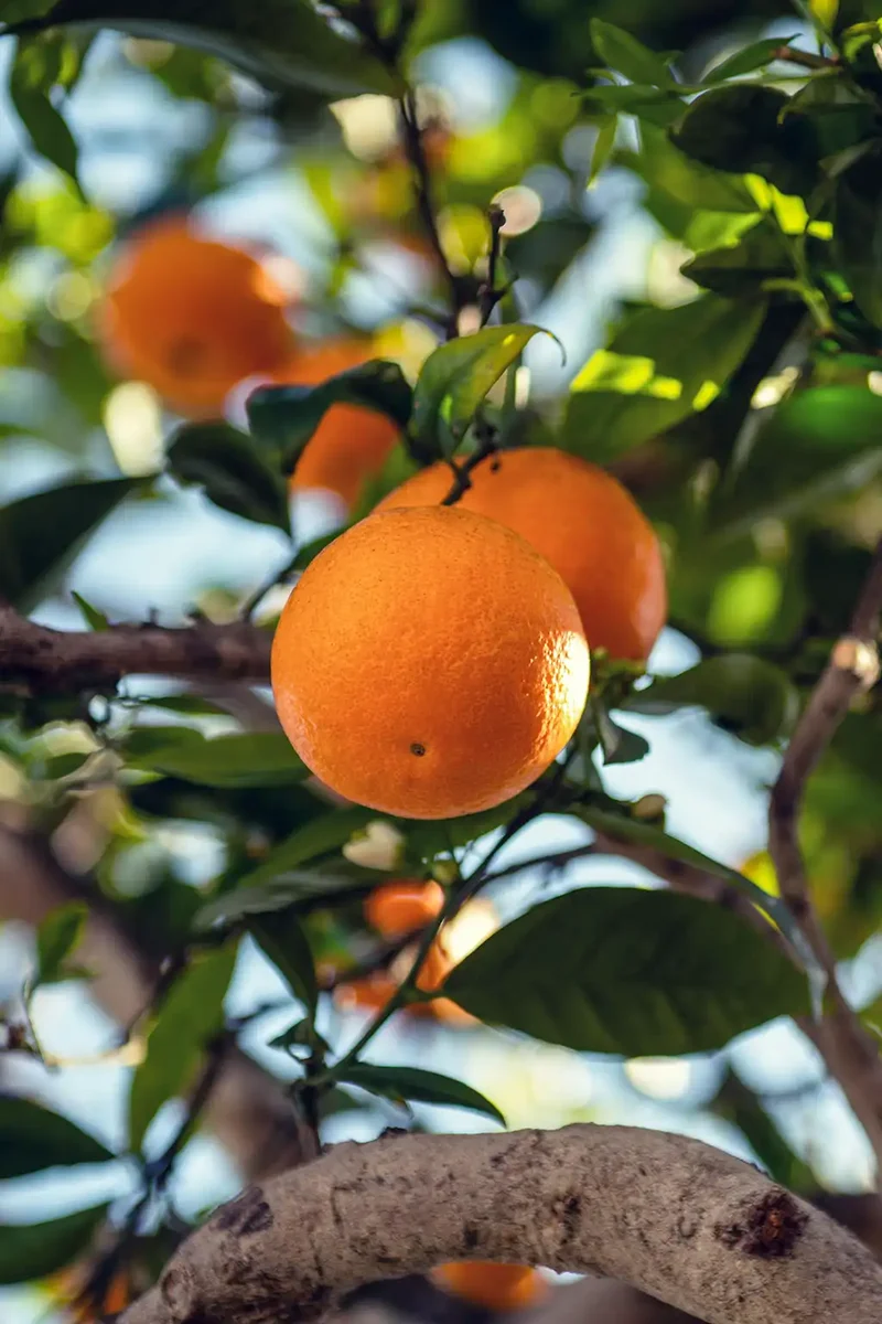 Großer Navelina Orangenbaum ORANGE TIME®