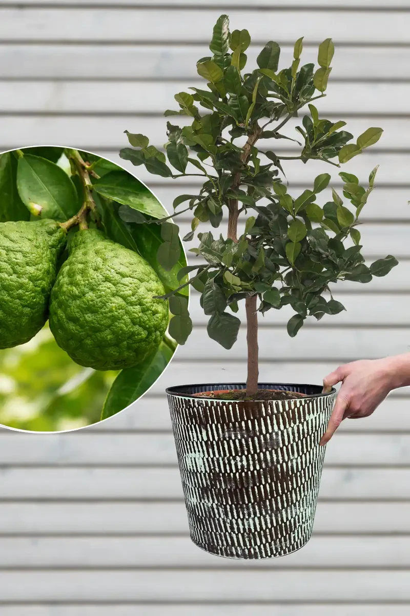 Großer Kaffir Limettenbaum LIME TIME®