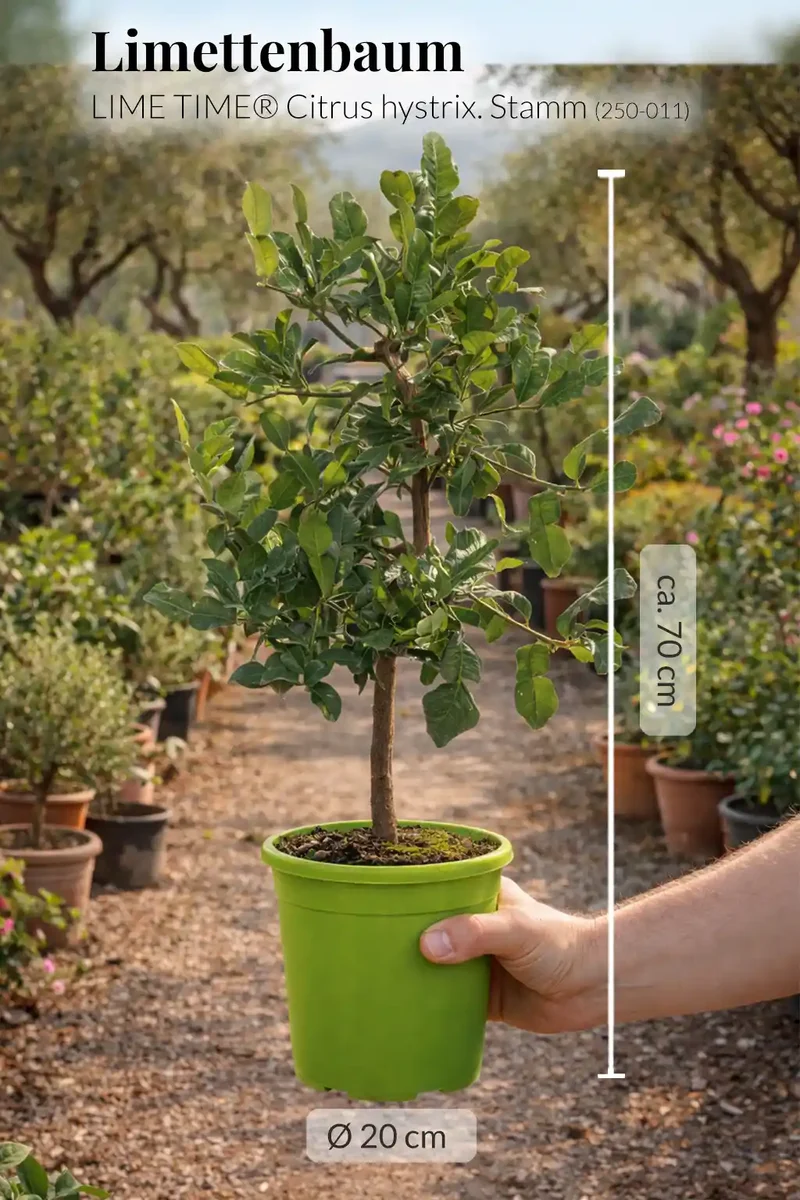 Großer Kaffir Limettenbaum LIME TIME®