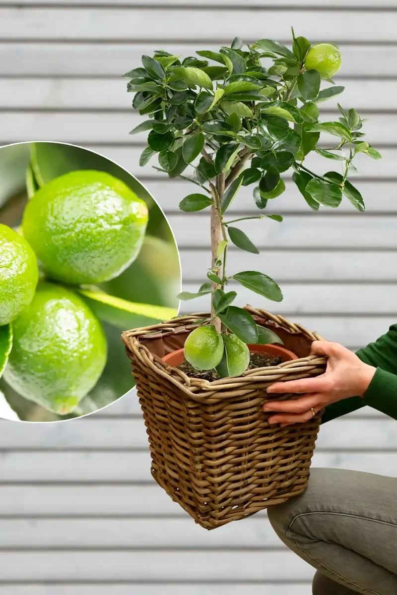 Großer Caipi Limettenbaum LIME TIME®