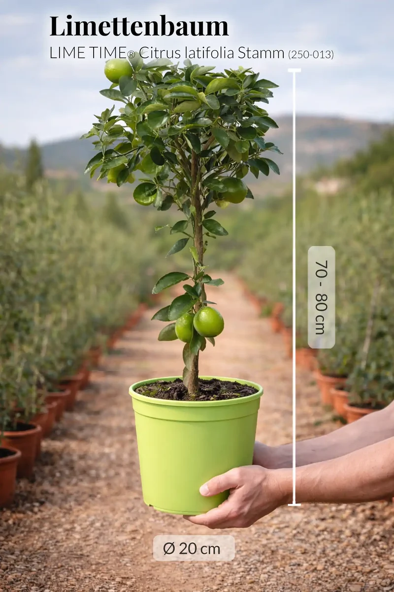 Großer Caipi Limettenbaum LIME TIME®