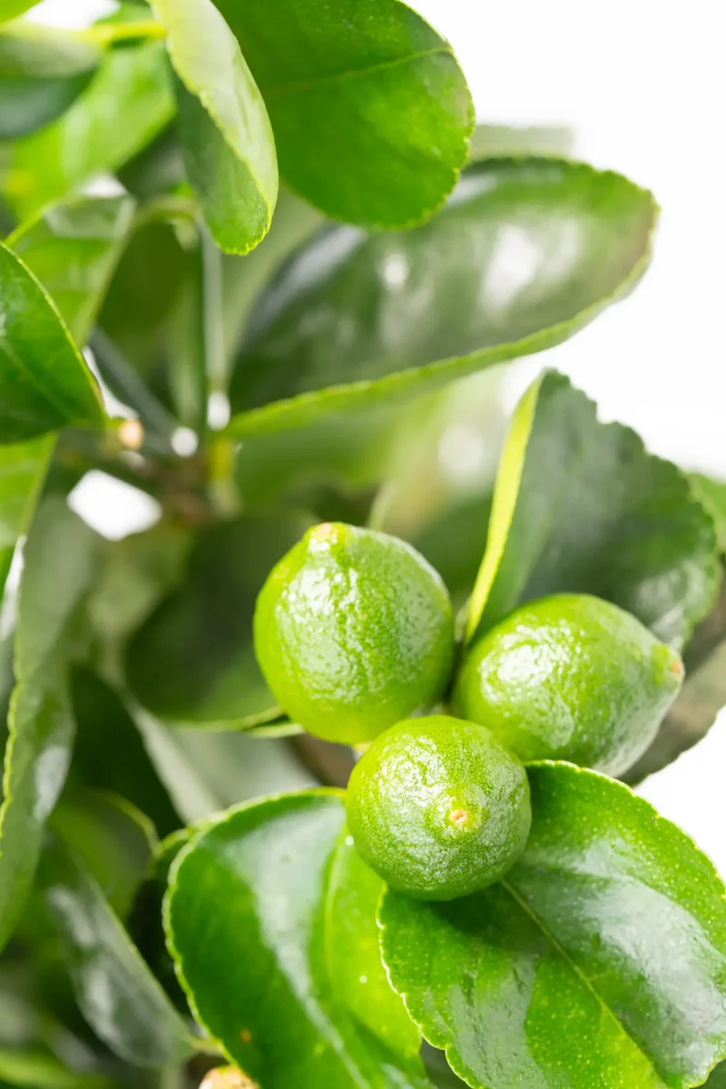 Großer Caipi Limettenbaum LIME TIME®