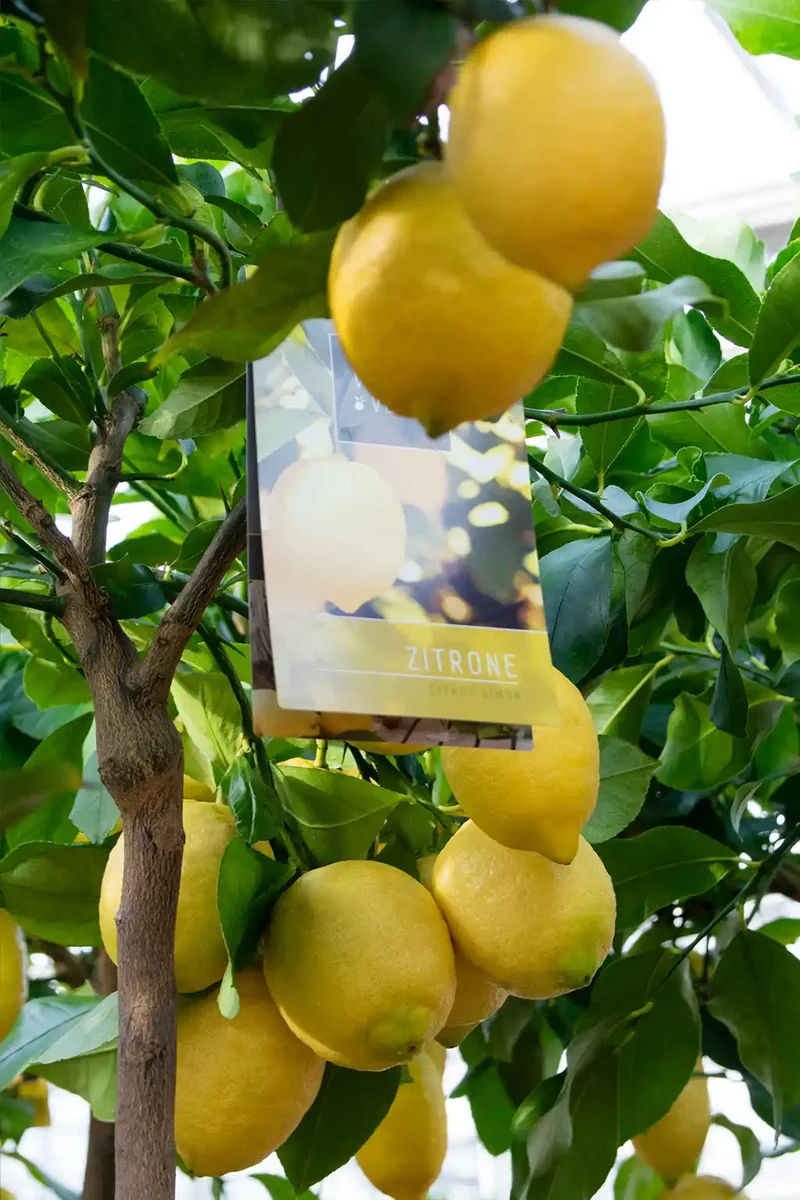 Großer Zitronenbaum