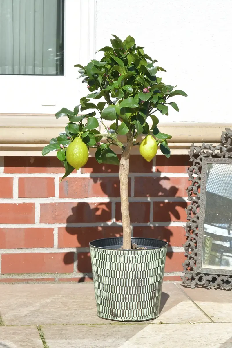 Großer Zitronenbaum
