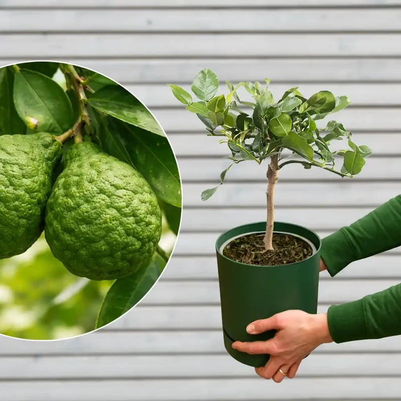 Kaffir Limettenbaum LIME TIME®