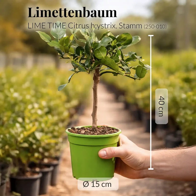 Kaffir Limettenbaum LIME TIME®