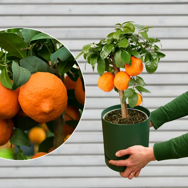 Mandarinen Limettenbaum LIME TIME®