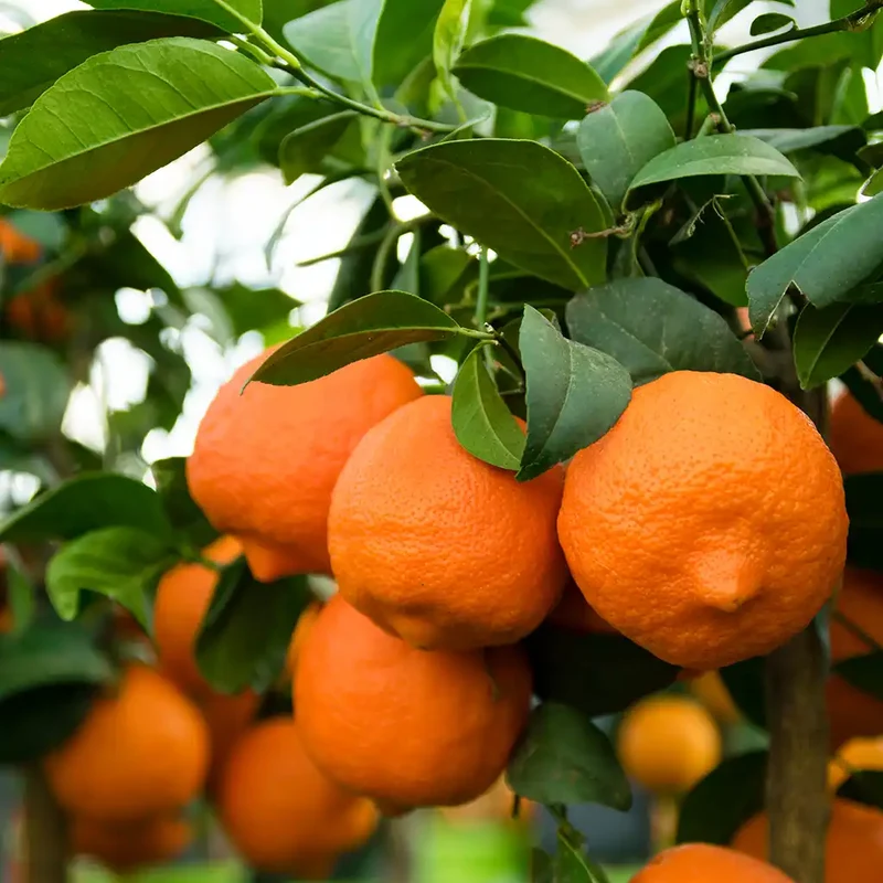 Mandarinen Limettenbaum LIME TIME®