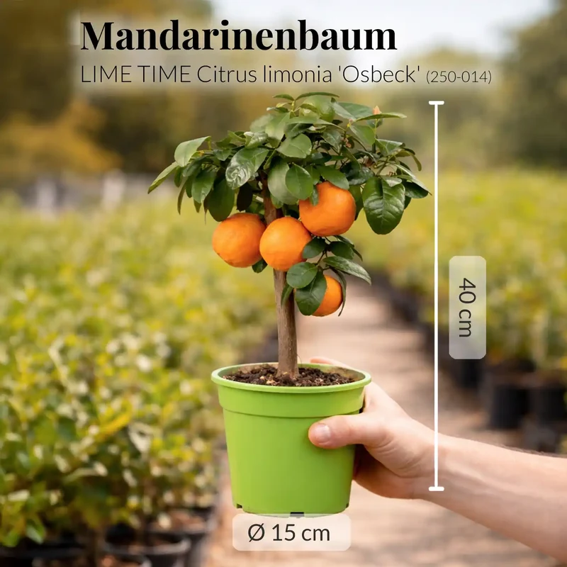 Mandarinen Limettenbaum LIME TIME®