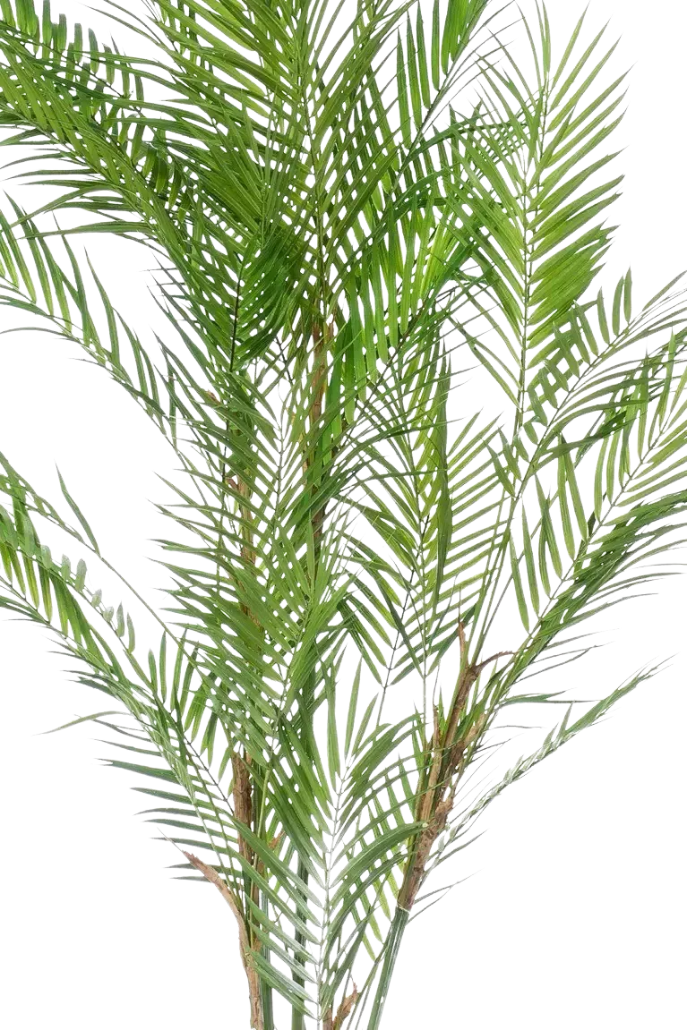Künstliche Bergpalme - Nadine | 120 cm