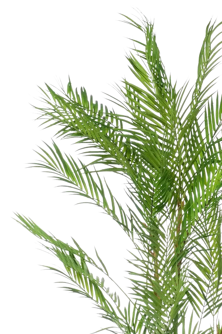 Künstliche Bergpalme - Nadine | 120 cm