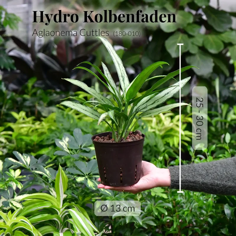 4er Box Hydro Colour Trends