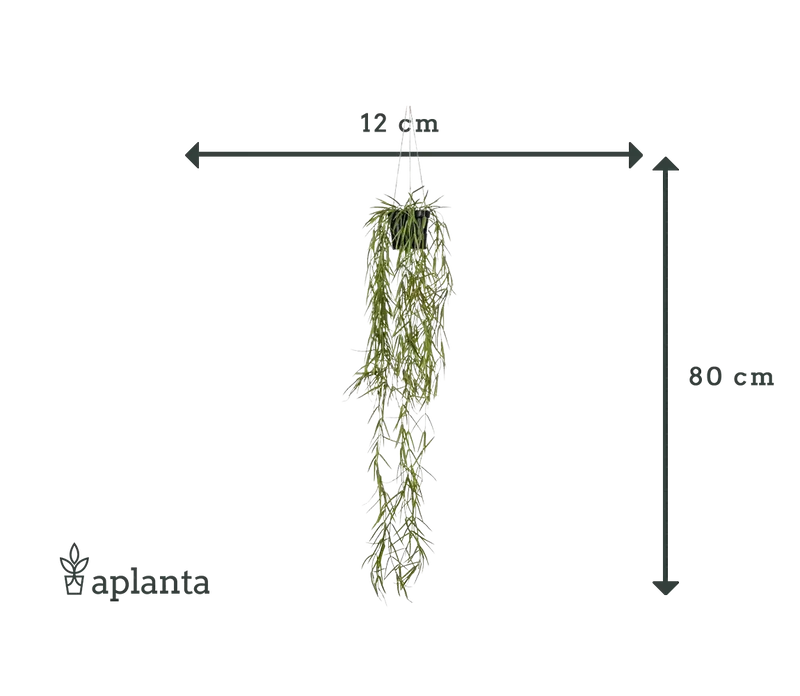 Künstliche Hänge-Hoya - Kurt | 80 cm