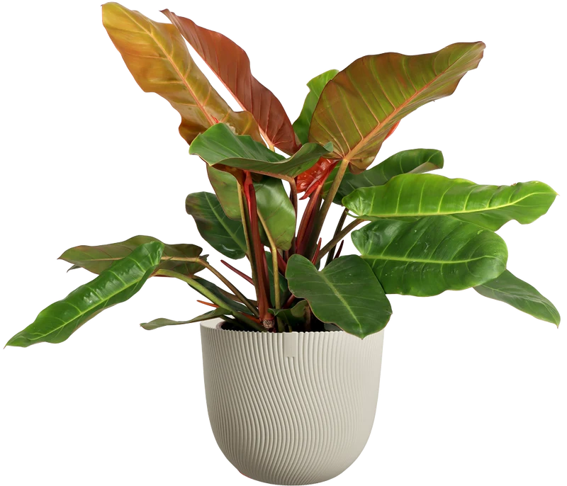 Philodendron Prince of Orange (Baumfreund) (M)