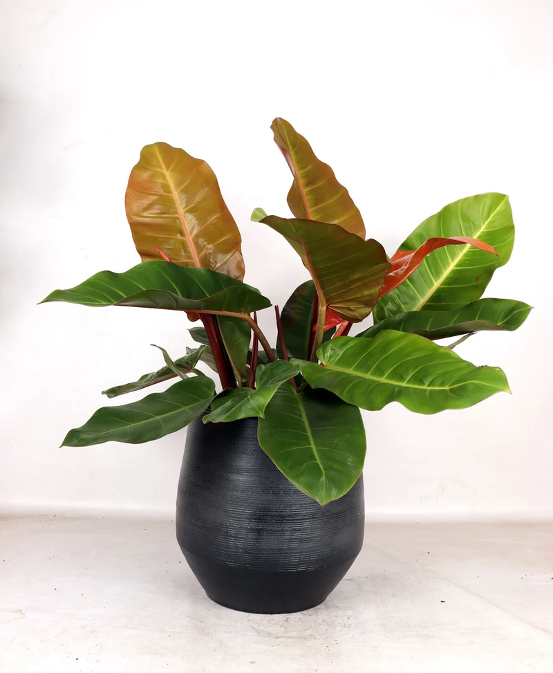 Philodendron Prince of Orange (Baumfreund) (M)
