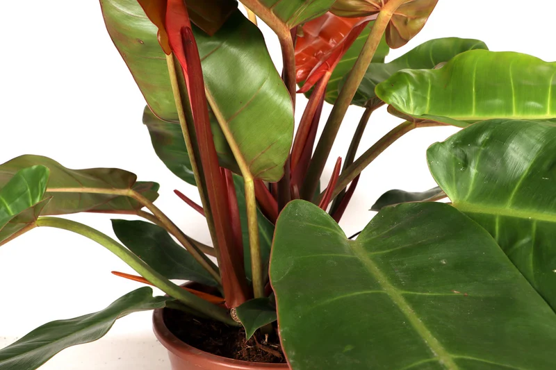 Philodendron Prince of Orange (Baumfreund) (M)