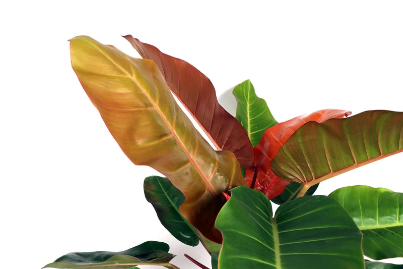 Philodendron Prince of Orange (Baumfreund) (M)