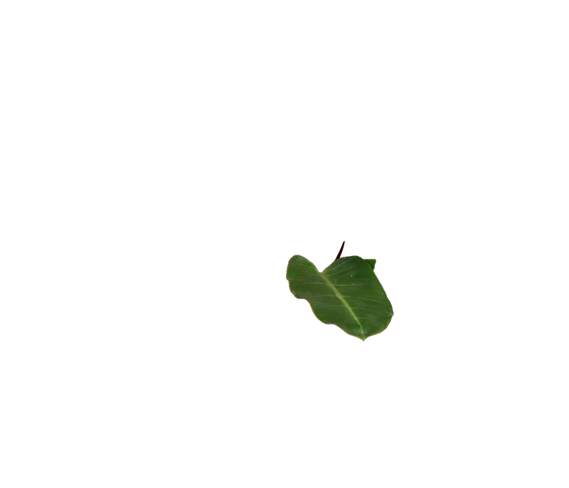 Philodendron Prince of Orange (Baumfreund) (M)