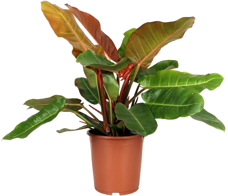Philodendron Prince of Orange (Baumfreund) (M)