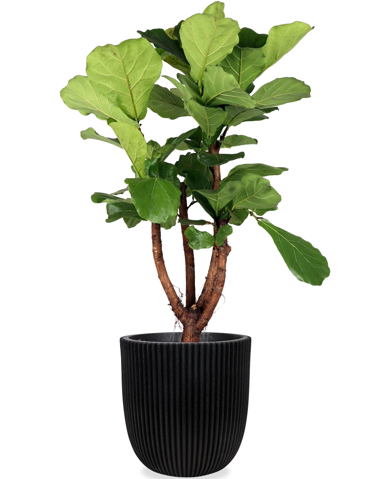 Ficus lyrata verzweigter Stamm (Geigenfeige) (XL)