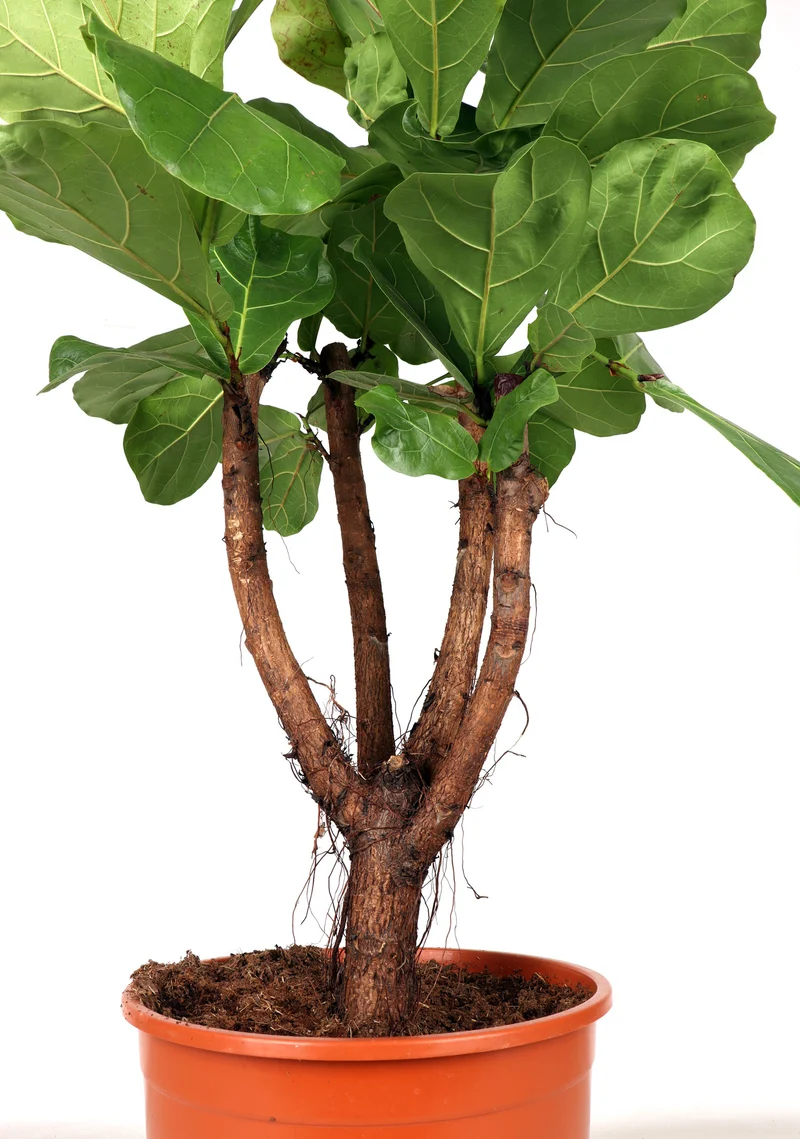 Ficus lyrata verzweigter Stamm (Geigenfeige) (XL)