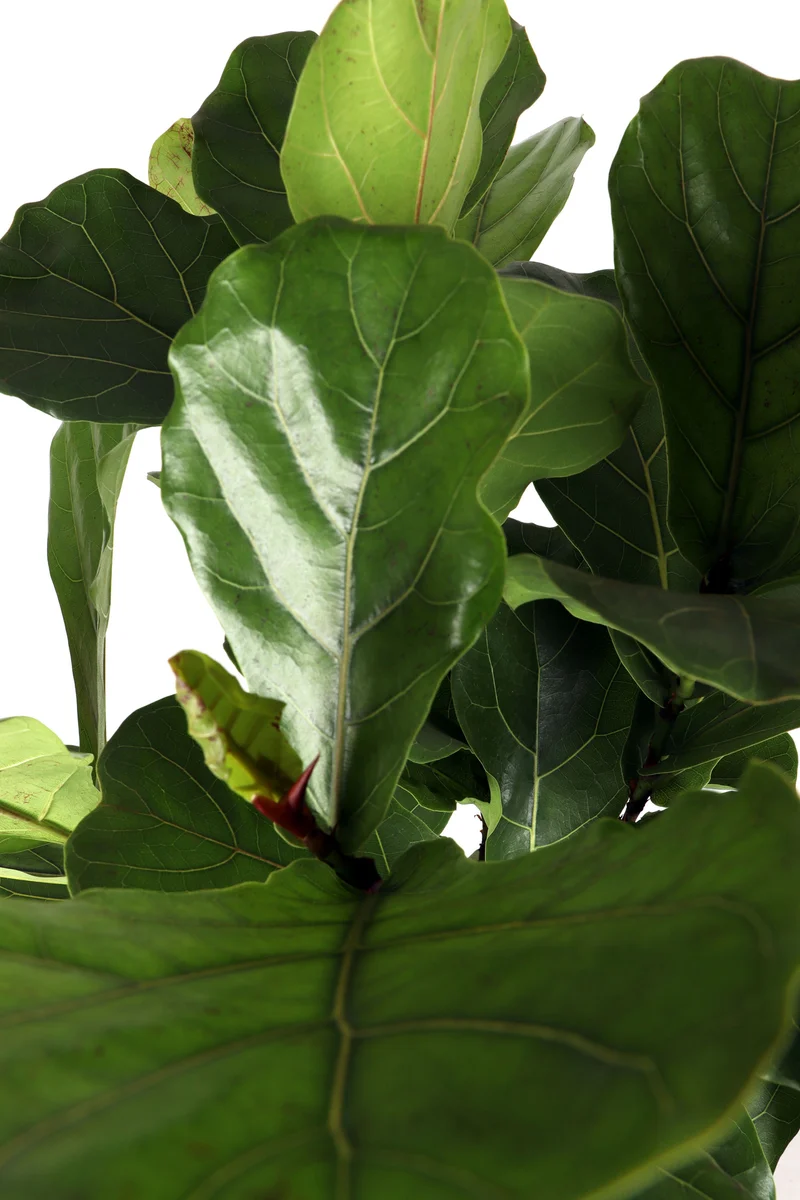 Ficus lyrata verzweigter Stamm (Geigenfeige) (XL)