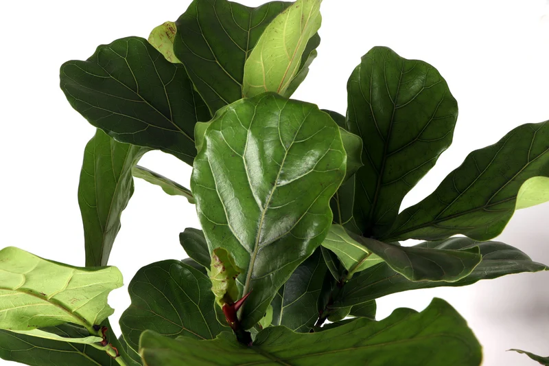 Ficus lyrata verzweigter Stamm (Geigenfeige) (XL)
