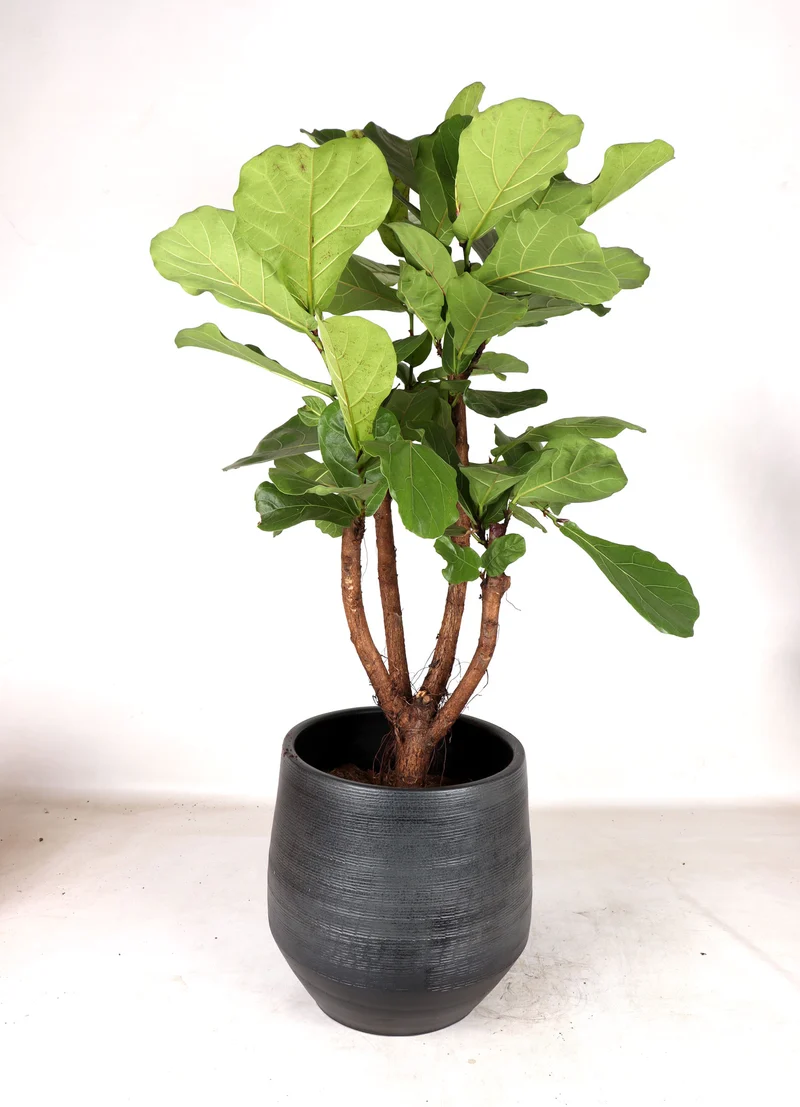 Ficus lyrata verzweigter Stamm (Geigenfeige) (XL)