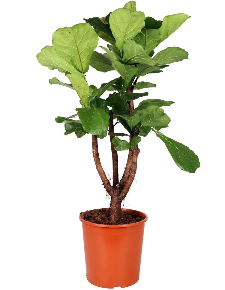 Ficus lyrata verzweigter Stamm (Geigenfeige) (XL)