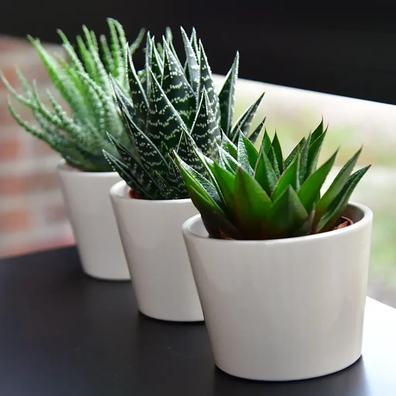 Babypflanzen Trio Badezimmer Aloevera
