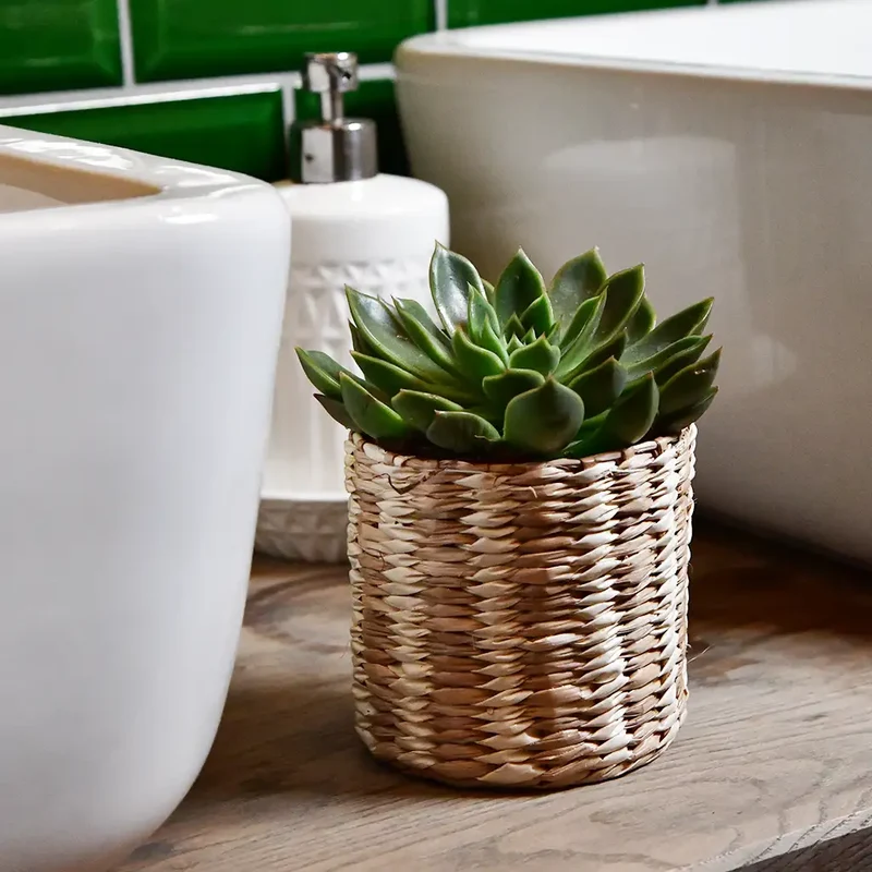 Babypflanze Trio Badezimmer Rosetten Sukkulenten