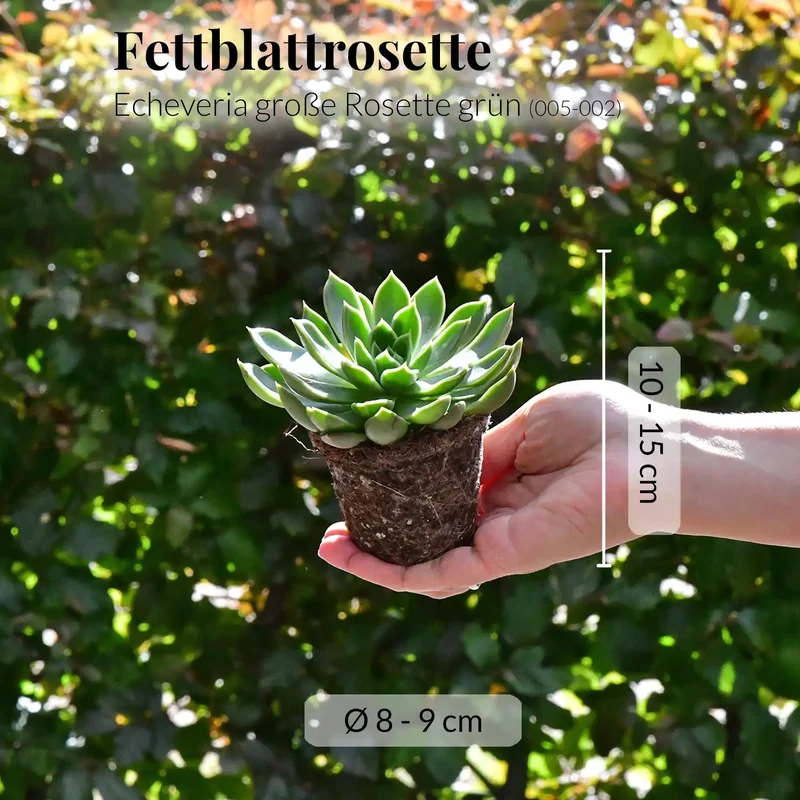 Babypflanze Trio Badezimmer Rosetten Sukkulenten