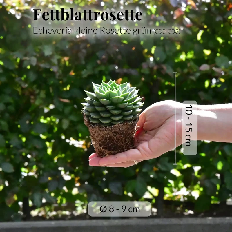 Babypflanze Trio Badezimmer Rosetten Sukkulenten