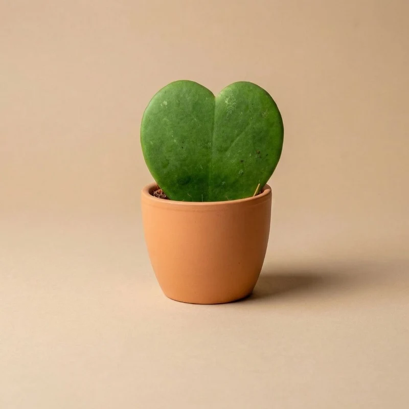 Toscana Matte - Mini Plant Pot - Boule Pot Terracotta - Ø 6 cm ↑ 6 cm