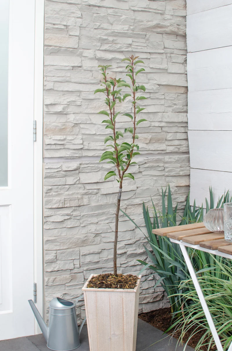 Birnbaum (Pyrus communis rote williams)