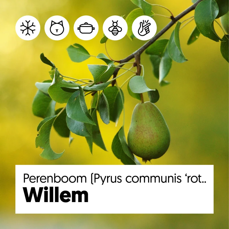 Birnbaum (Pyrus communis rote williams)