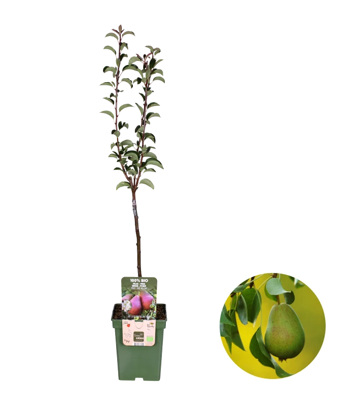 Birnbaum (Pyrus communis rote williams)