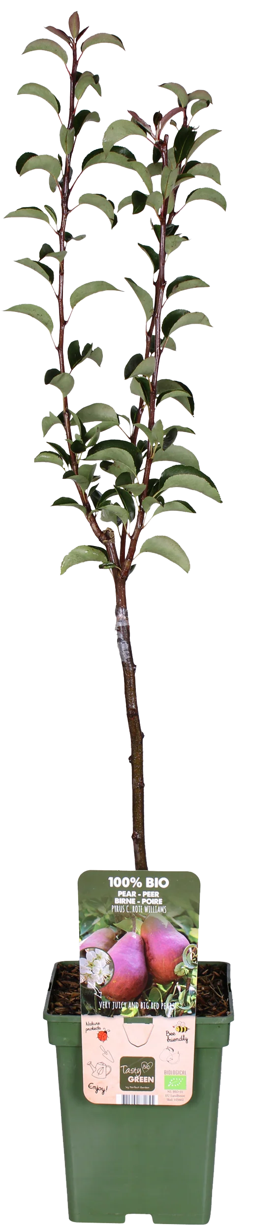 Birnbaum (Pyrus communis rote williams)